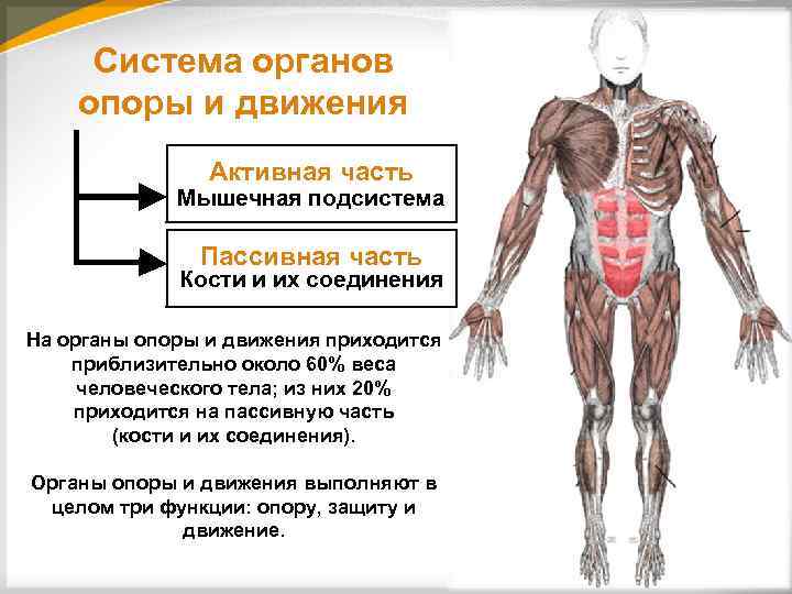 Опора и движение функции