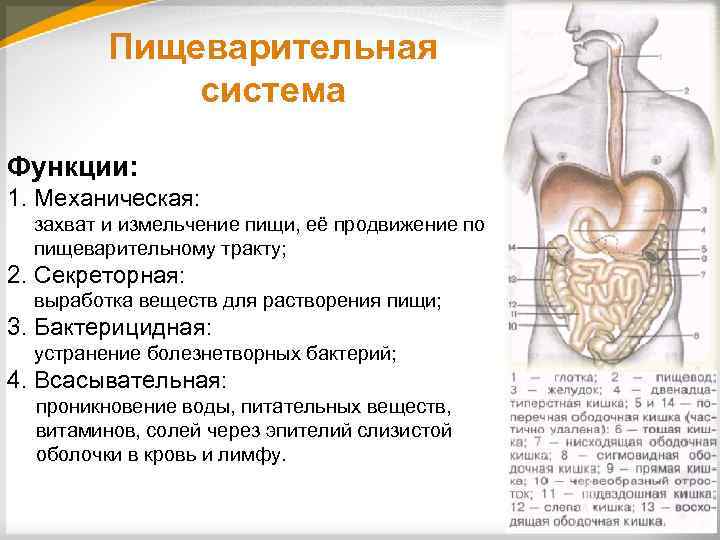 Пищеварительная система Функции: 1. Механическая: захват и измельчение пищи, её продвижение по пищеварительному тракту;