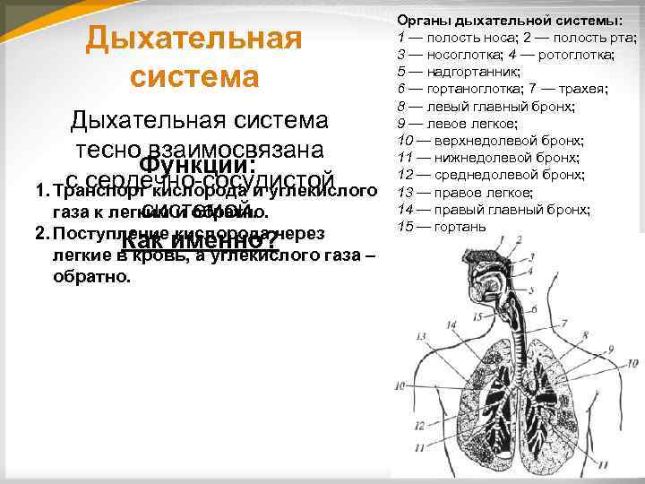 Дыхательная система тесно взаимосвязана Функции: с сердечно сосудистой 1. Транспорт кислорода и углекислого газа