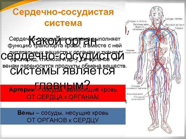 Орган сердечно сосудистой системы