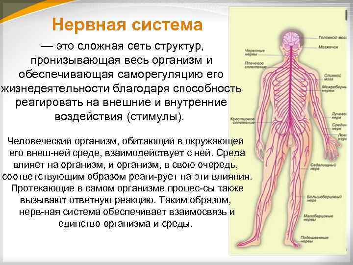 Нервная система — это сложная сеть структур, пронизывающая весь организм и обеспечивающая саморегуляцию его