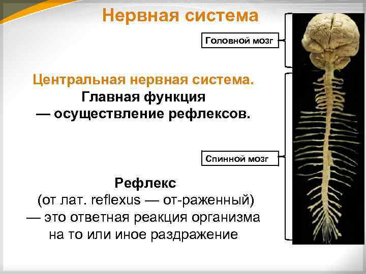 Нервная система Головной мозг Центральная нервная система. Главная функция — осуществление рефлексов. Спинной мозг