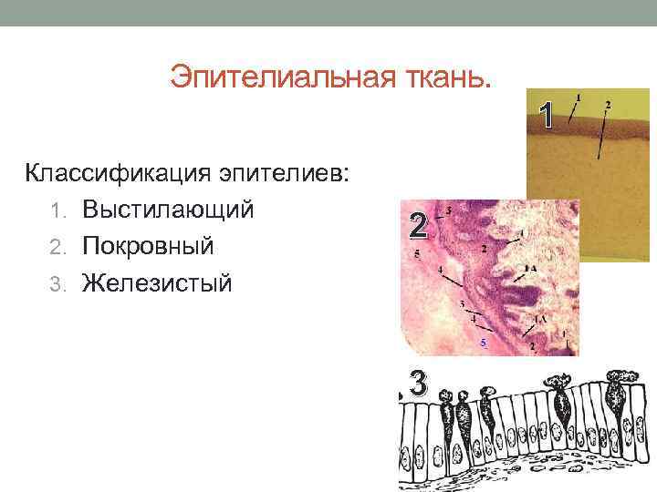 Эпителиальная ткань. 1 Классификация эпителиев: 1. Выстилающий 2. Покровный 3. Железистый 2 3 