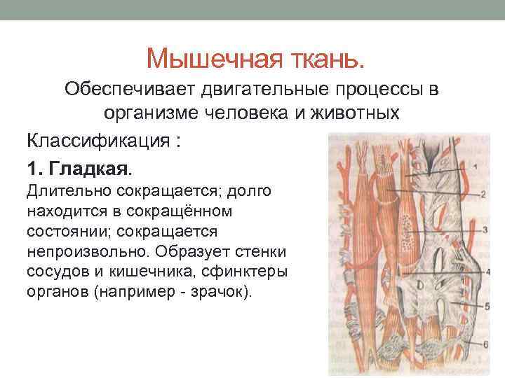 Мышечная ткань. Обеспечивает двигательные процессы в организме человека и животных Классификация : 1. Гладкая.