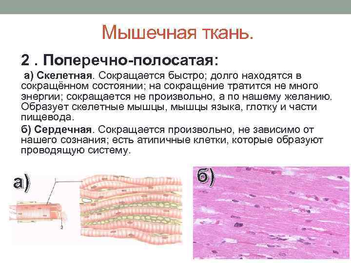 Мышечная ткань какой слой