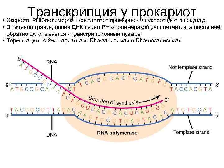 Транскрипция у прокариот • Скорость РНК-полимеразы составляет примерно 40 нуклеотидов в секунду; • В