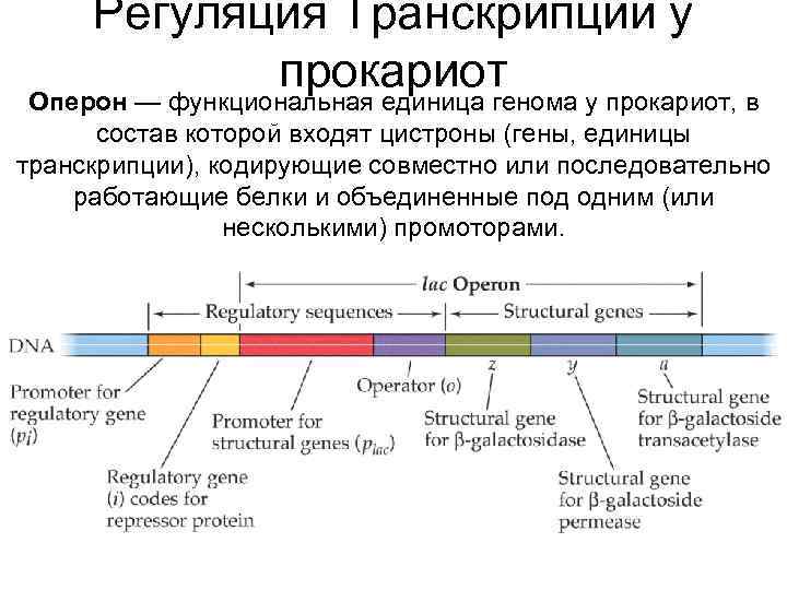 Схема строения оперона