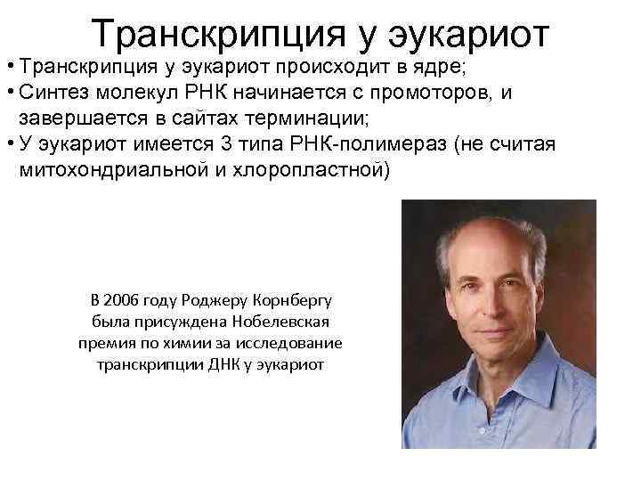 Транскрипция у эукариот • Транскрипция у эукариот происходит в ядре; • Синтез молекул РНК