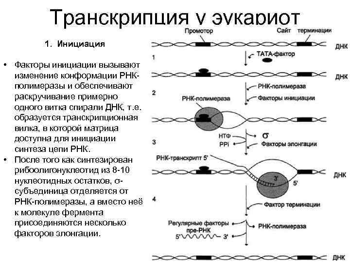 Транскрипция в биологии схема