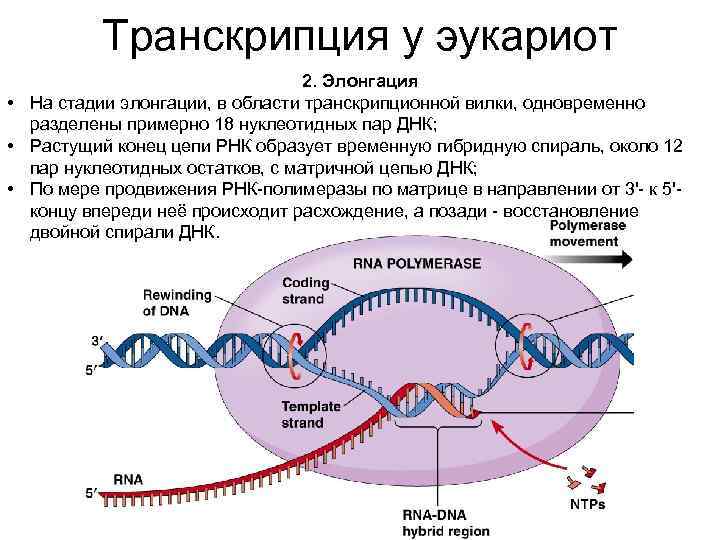Транскрипция у эукариот 2. Элонгация • На стадии элонгации, в области транскрипционной вилки, одновременно