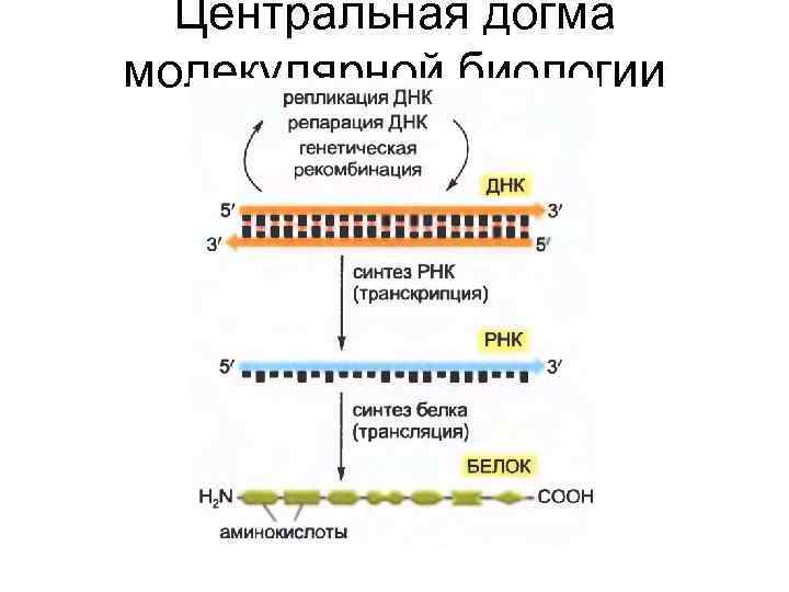 Центральная догма молекулярной биологии 