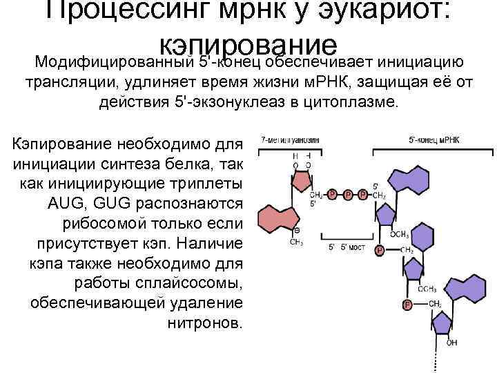 Процессинг мрнк у эукариот: кэпирование инициацию Модифицированный 5'-конец обеспечивает трансляции, удлиняет время жизни м.
