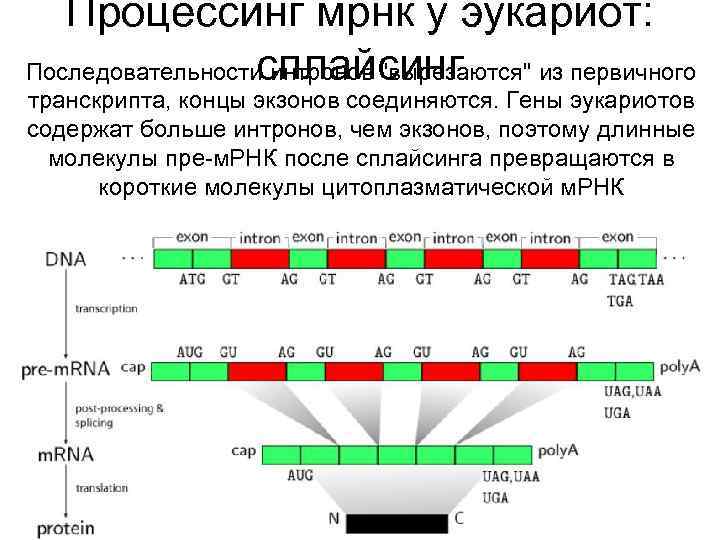 Процессинг мрнк у эукариот: сплайсинг Последовательности интронов "вырезаются" из первичного транскрипта, концы экзонов соединяются.