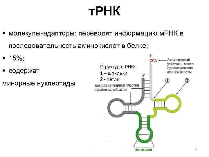 Рнк в 1с как расшифровывается