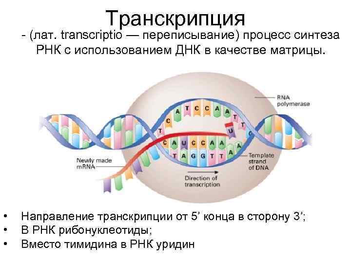 Схема транскрипции и трансляции