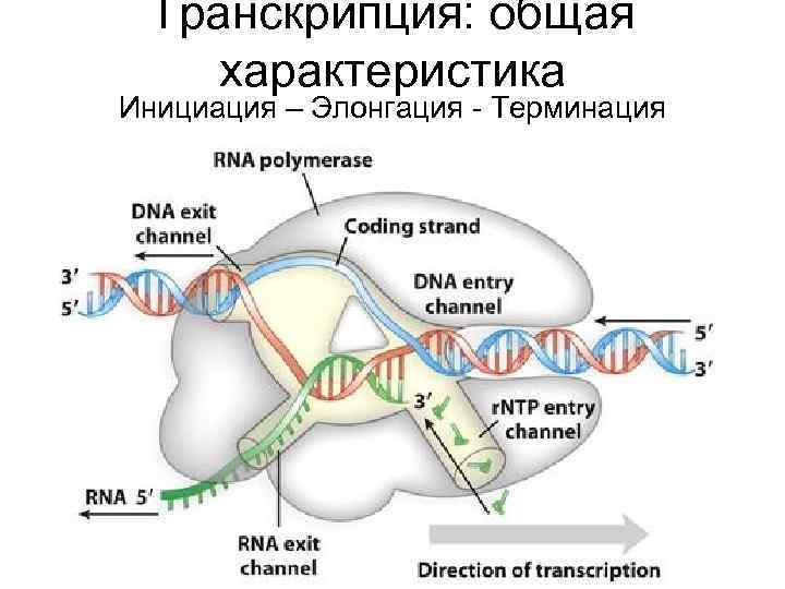 Транскрипция: общая характеристика Инициация – Элонгация - Терминация 