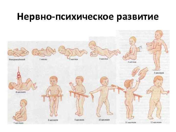 Нервно-психическое развитие 