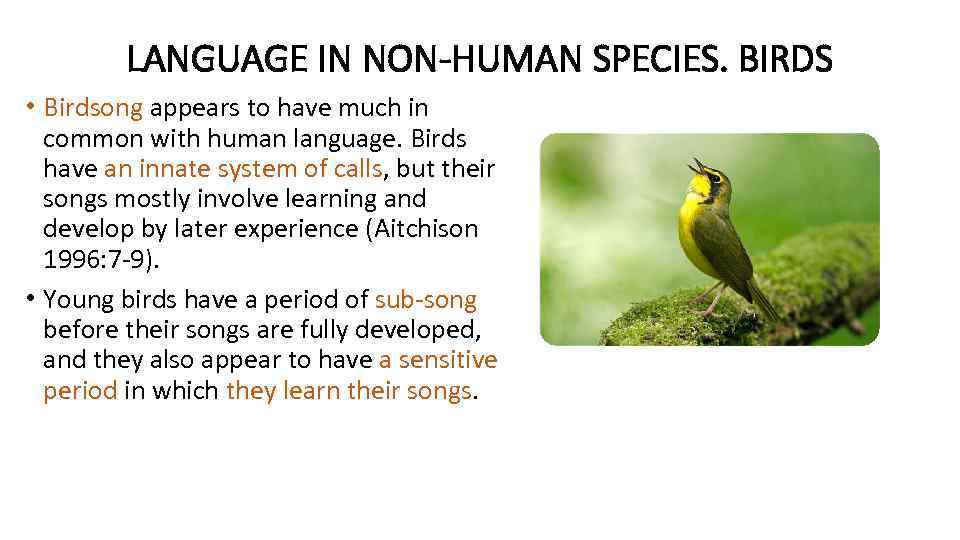 LANGUAGE IN NON-HUMAN SPECIES. BIRDS • Birdsong appears to have much in common with