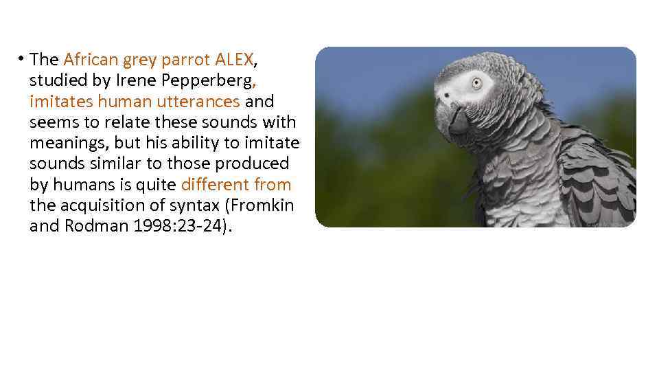  • The African grey parrot ALEX, studied by Irene Pepperberg, imitates human utterances