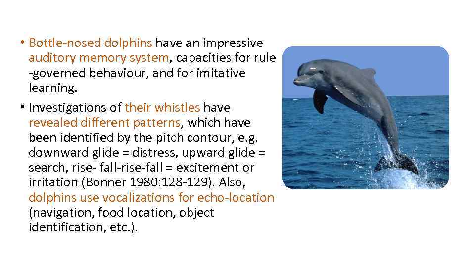  • Bottle-nosed dolphins have an impressive auditory memory system, capacities for rule -governed
