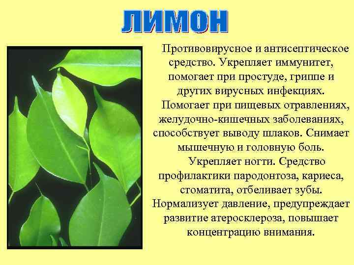 Противовирусное и антисептическое средство. Укрепляет иммунитет, помогает при простуде, гриппе и других вирусных инфекциях.