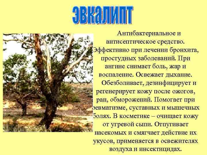 Антибактериальное и антисептическое средство. Эффективно при лечении бронхита, простудных заболеваний. При ангине снимает боль,