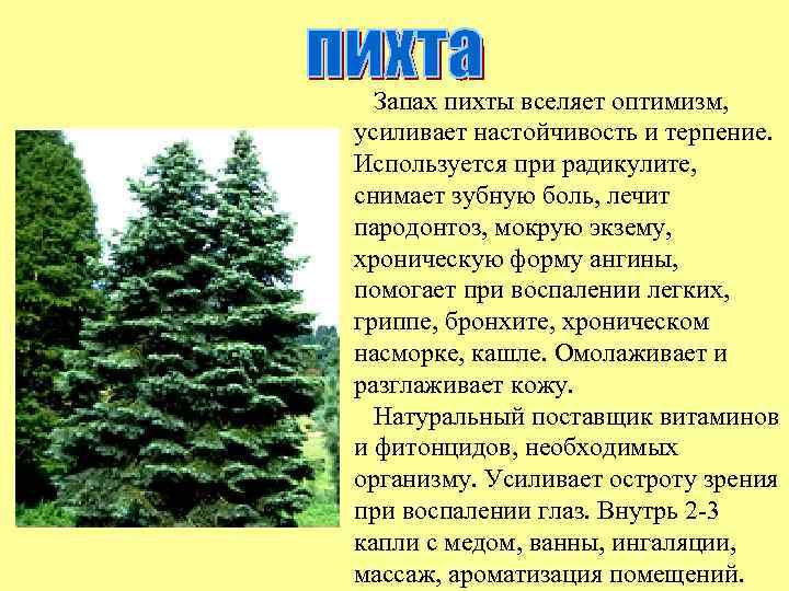 Описание пихты