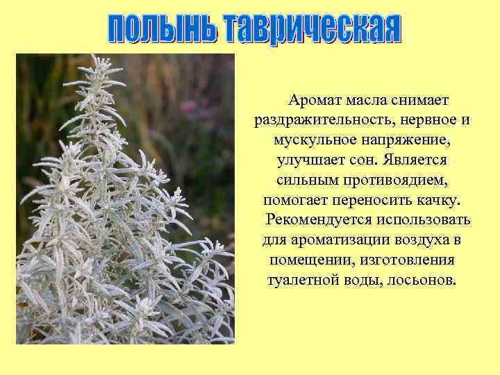 Аромат масла снимает раздражительность, нервное и мускульное напряжение, улучшает сон. Является сильным противоядием, помогает