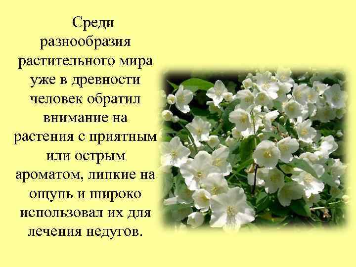 Среди разнообразия растительного мира уже в древности человек обратил внимание на растения с приятным