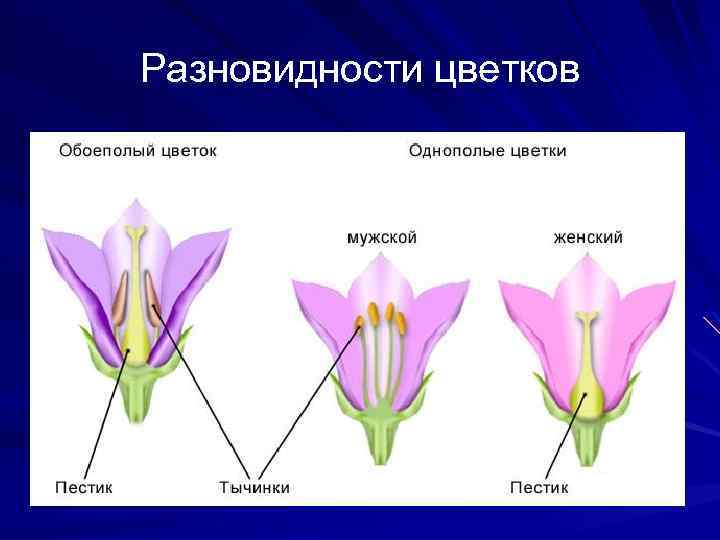 Разновидности цветков 