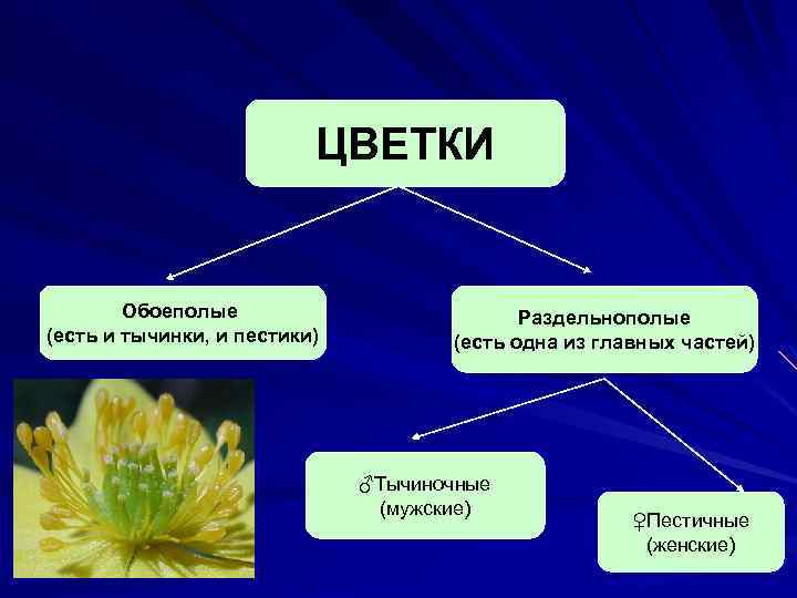 ЦВЕТКИ Обоеполые (есть и тычинки, и пестики) Раздельнополые (есть одна из главных частей) ♂Тычиночные