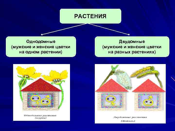 РАСТЕНИЯ Однодомные (мужские и женские цветки на одном растении) Двудомные (мужские и женские цветки