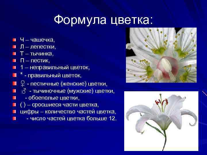 Формула цветка: Ч – чашечка, Л – лепестки, Т – тычинка, П – пестик,