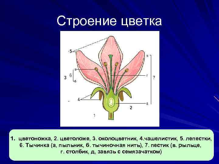 Строение цветка 1. цветоножка, 2. цветоложе, 3. околоцветник, 4. чашелистик, 5. лепестки, 6. Тычинка