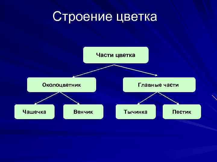  Строение цветка Части цветка Околоцветник Чашечка Венчик Главные части Тычинка Пестик 