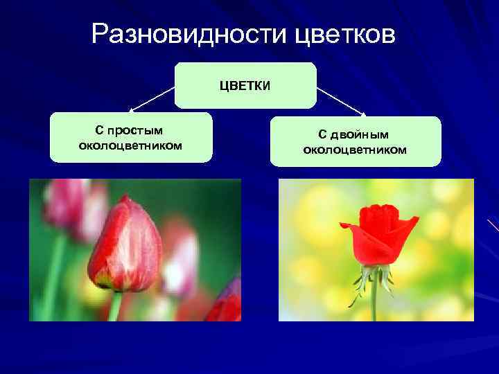 Разновидности цветков ЦВЕТКИ С простым околоцветником С двойным околоцветником 