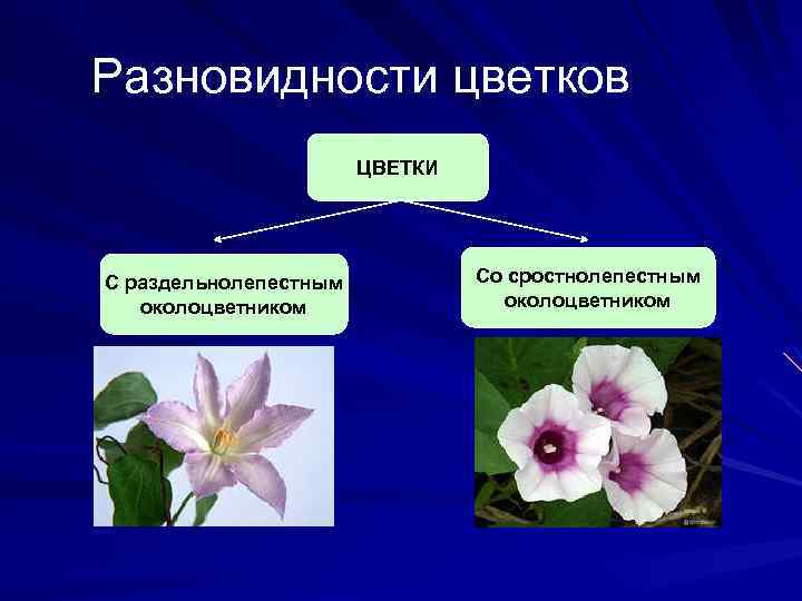 Разновидности цветков ЦВЕТКИ С раздельнолепестным околоцветником Со сростнолепестным околоцветником 