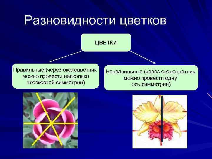 Разновидности цветков ЦВЕТКИ Правильные (через околоцветник можно провести несколько плоскостей симметрии) Неправильные (через околоцветник