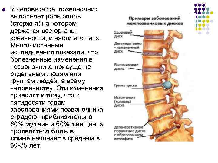 l У человека же, позвоночник выполняет роль опоры (стержня) на котором держатся все органы,