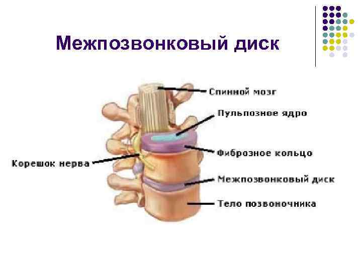 Межпозвонковый диск 