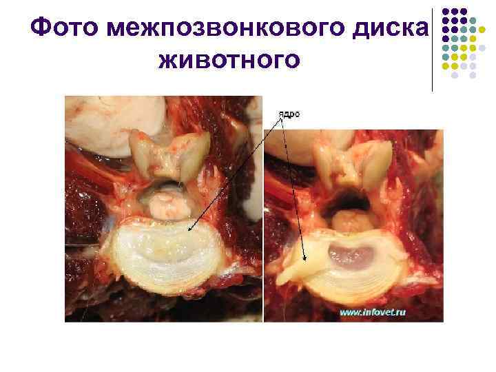 Фото межпозвонкового диска животного 
