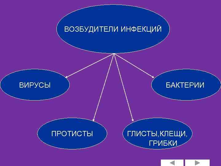ВОЗБУДИТЕЛИ ИНФЕКЦИЙ ВИРУСЫ БАКТЕРИИ ПРОТИСТЫ ГЛИСТЫ, КЛЕЩИ, ГРИБКИ 