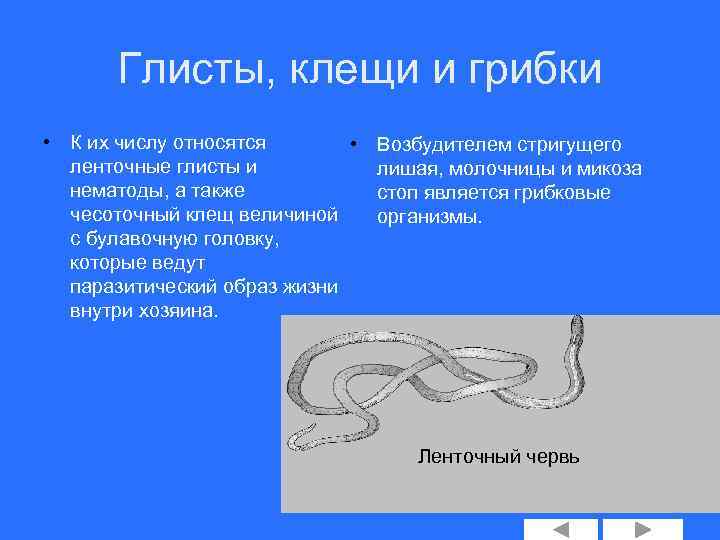 Глисты, клещи и грибки • К их числу относятся • ленточные глисты и нематоды,