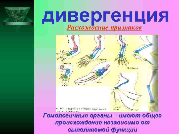 дивергенция Расхождение признаков Гомологичные органы – имеют общее происхождение независимо от выполняемой функции 