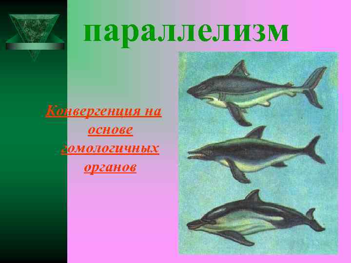 параллелизм Конвергенция на основе гомологичных органов 