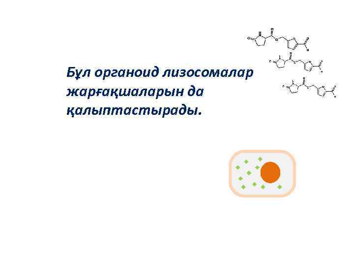 Бұл органоид лизосомалар жарғақшаларын да қалыптастырады. 