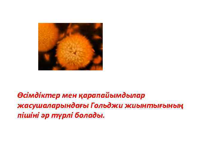 Өсімдіктер мен қарапайымдылар жасушаларындағы Гольджи жиынтығының пішіні әр түрлі болады. 