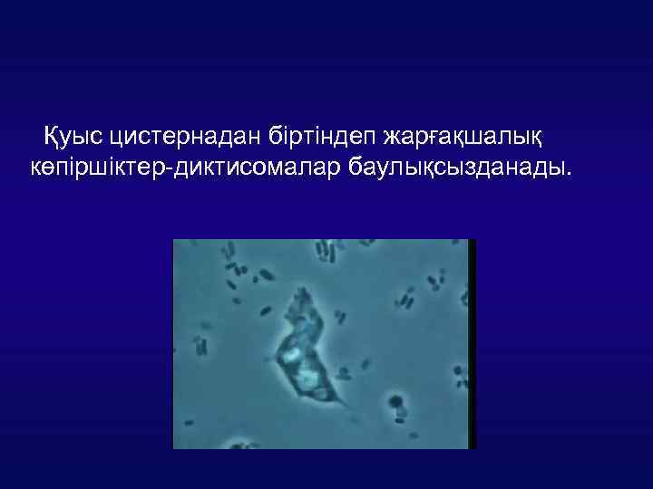 Қуыс цистернадан біртіндеп жарғақшалық көпіршіктер-диктисомалар баулықсызданады. 