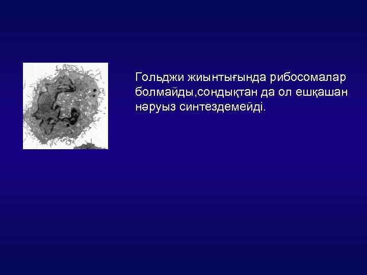 Гольджи жиынтығында рибосомалар болмайды, сондықтан да ол ешқашан нәруыз синтездемейді. 
