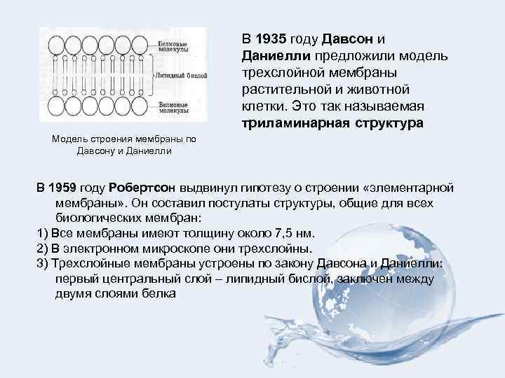 В 1935 году Давсон и Даниелли предложили модель трехслойной мембраны растительной и животной клетки.